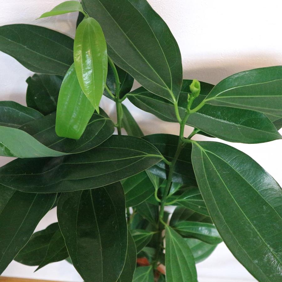 シナモン(セイロン・ニッケイ)【中型 観葉植物 7号鉢／1個】 : shopooo