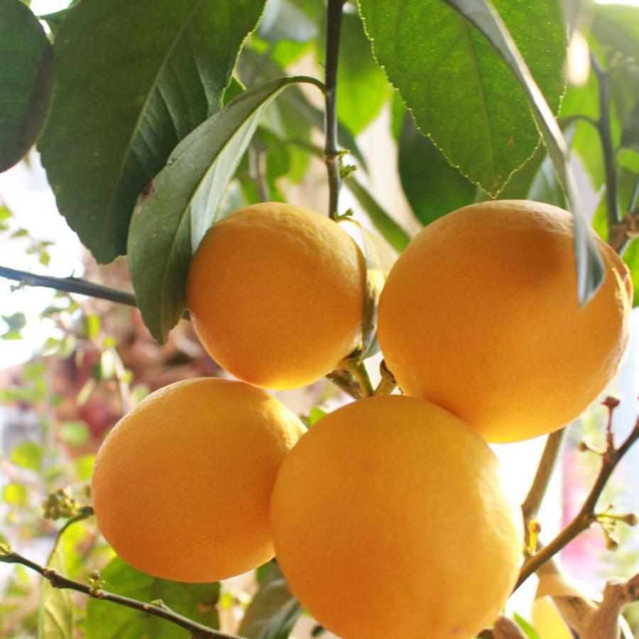 レモン スイートレモネード【果樹苗 9cmポット苗／2個セット