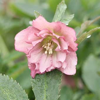 クリスマスローズ ダブル/(ピンク系)3.5〜4寸苗 : 岩崎園芸ネット