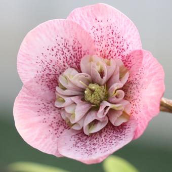 クリスマスローズ (セミダブル/ピンク系)3.5〜4寸苗 : 岩崎園芸ネット