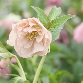 クリスマスローズ ダブル/(ピンク系)3.5〜4寸苗 : 岩崎園芸ネット