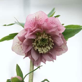 クリスマスローズ ダブル/(ピンク系)3.5〜4寸苗 : 岩崎園芸ネット