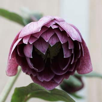 クリスマスローズ ダブル/(赤系)3.5〜4寸苗 : 岩崎園芸ネットストア