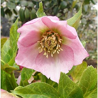 KinaRi様ご購入苗㉖-197㉖-204クリスマスローズ KinaRi様ご購入苗㉖