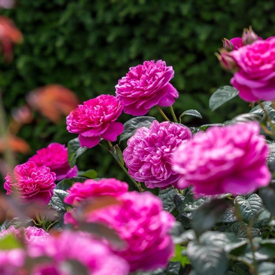 ☆2026年バラ☆イングリッシュローズ苗 ジェームズ・L・オースチン