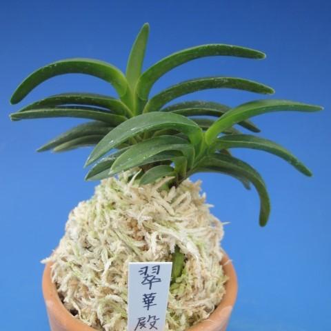 富貴蘭】 翠華殿（すいかでん）2条/ 花 蘭 古典植物 フウラン