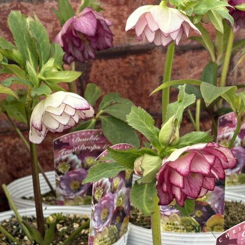 特価品 クリスマスローズ開花株 半八重〜八重咲き フルーツドロップ