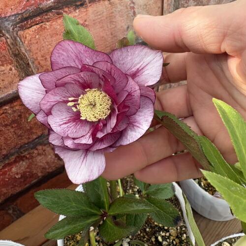 特価品 クリスマスローズ開花株 半八重〜八重咲き フルーツドロップ