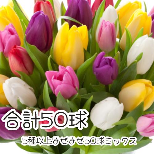 チューリップ三昧 花 球根 おまかせチューリップ5種以上まぜまぜで50球