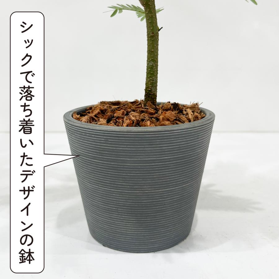 エバーフレッシュ 観葉植物 鉢植え 3.5号 樹高約65cm 育てやすい 夫婦