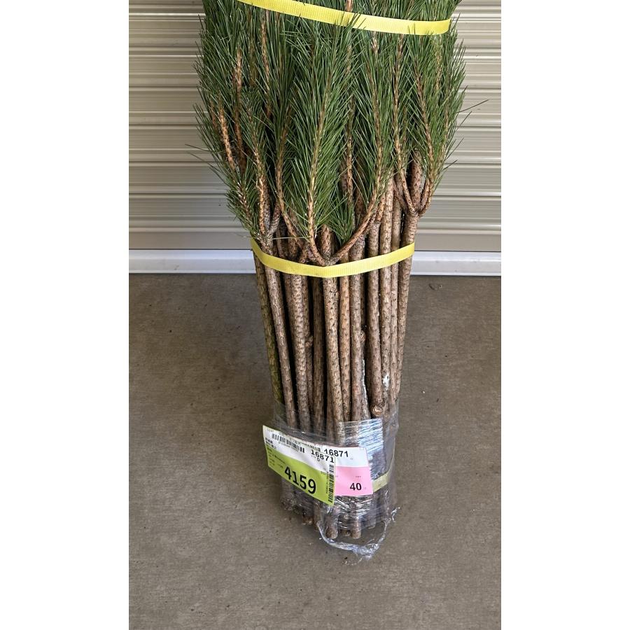 若松（1束50本）1束での販売です : 花卸し吉岡花壇 - 通販 - Yahoo