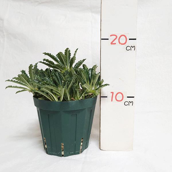 ドルステニア ラブラニー 4号 プラ鉢 塊根植物 種類 土 種 鉢 塊根