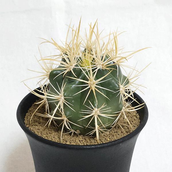 サボテン 黄金冠 3号 プラ鉢 種類 一覧 種 土 丸 観葉植物 多肉植物