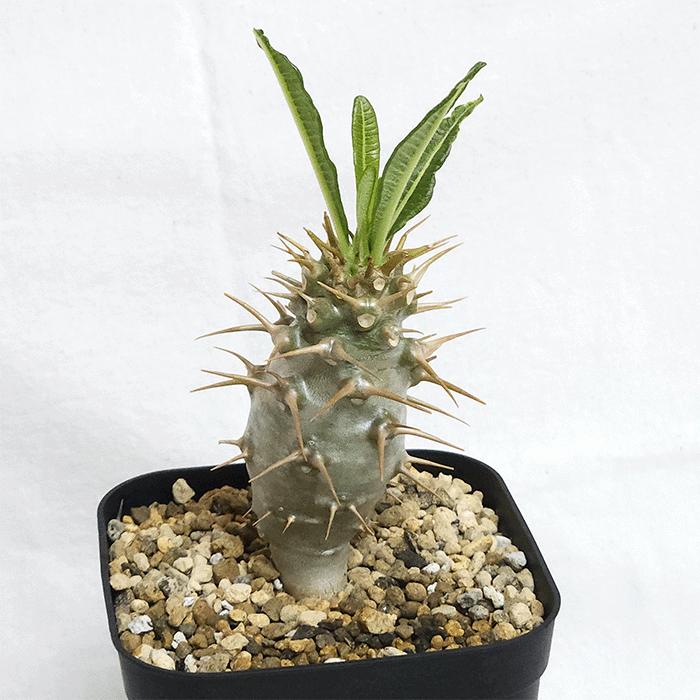 パキポディウム アンボンゲンセ 4号 プラ鉢 塊根植物 コーデックス