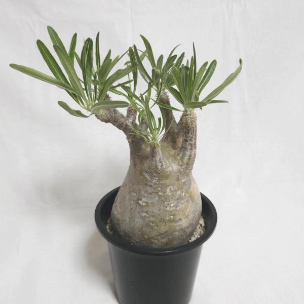 パキポディウム グラキリス 4号 プラ鉢 コーデックス 塊根 珍奇