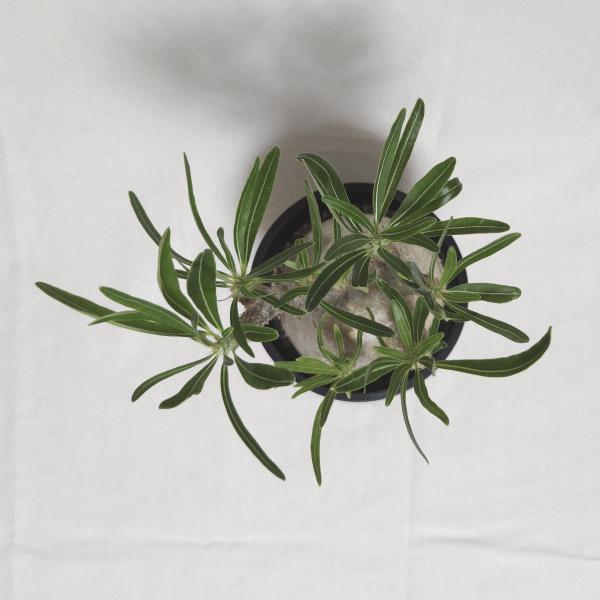 パキポディウム グラキリス 4号 プラ鉢 コーデックス 塊根 珍奇