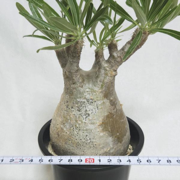 パキポディウム グラキリス 4号 プラ鉢 コーデックス 塊根 珍奇