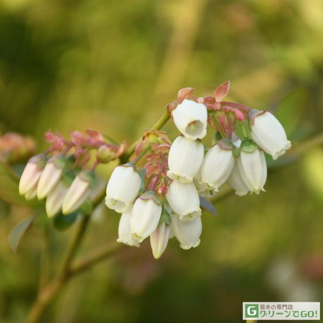 ブルーベリー 苗 【レガシー（ノーザンハイブッシュ系）】 2年生