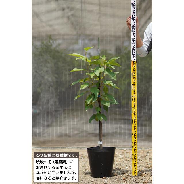 もみじ 接木苗 3本セット｜秋華・竜松院・大勇｜計3株 まとめ売り