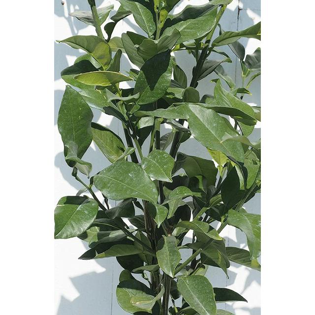 みかん 苗木 【麗紅 （れいこう） ［登録品種］】 3年生 接ぎ木 約1.0m