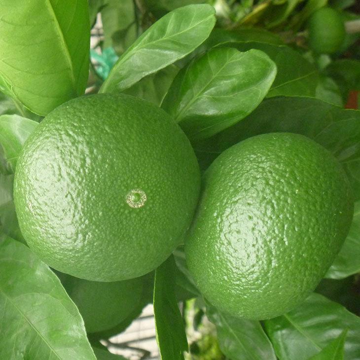 □優良2年生大苗□ 花良治 苗木 【花良治みかん （けらじみかん）】 2