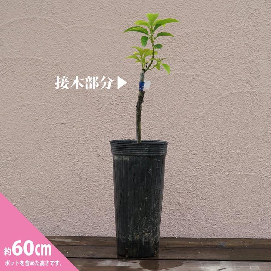 フェルテ種 アボカド Bタイプ 1年生 接木苗 : 苗木部 花ひろば