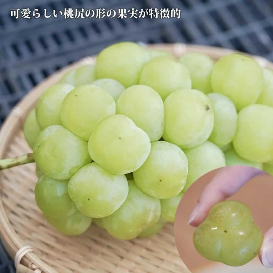 瀬戸ジャイアンツ ぶどう 3年生接木1.1m大苗 ウィルスフリー 産地で