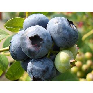 大実品種満腹セット ブルーベリー 簡単スタート 受粉樹セット ノーザン