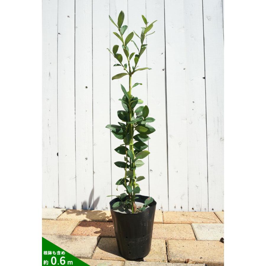 ブライトウェル ラビットアイ系 2年生挿木苗 ブルーベリー苗木 : 苗木