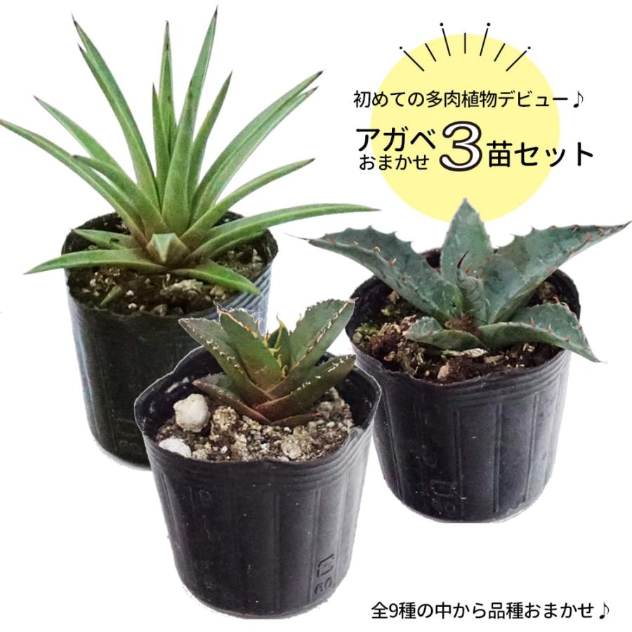 アガベ おまかせ3苗セット 2号ポット苗 : 苗木部 花ひろばオンライン