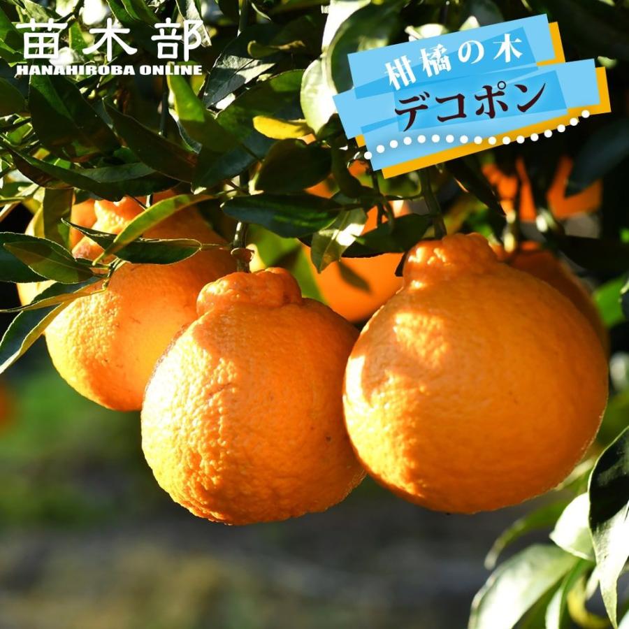 みかん 苗木 デコポン 不知火 3年生接木大苗 産地で剪定済 1.0m苗