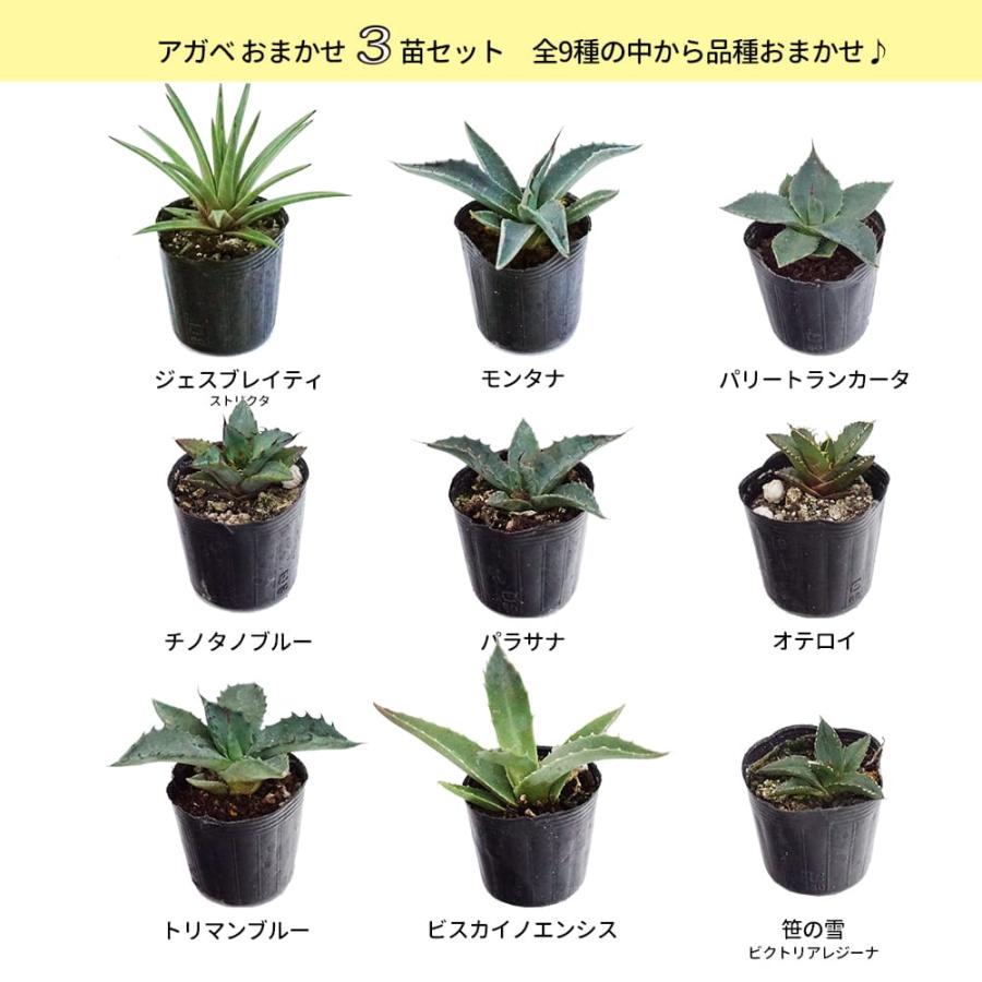 アガベ おまかせ3苗セット 2号ポット苗 : 苗木部 花ひろばオンライン
