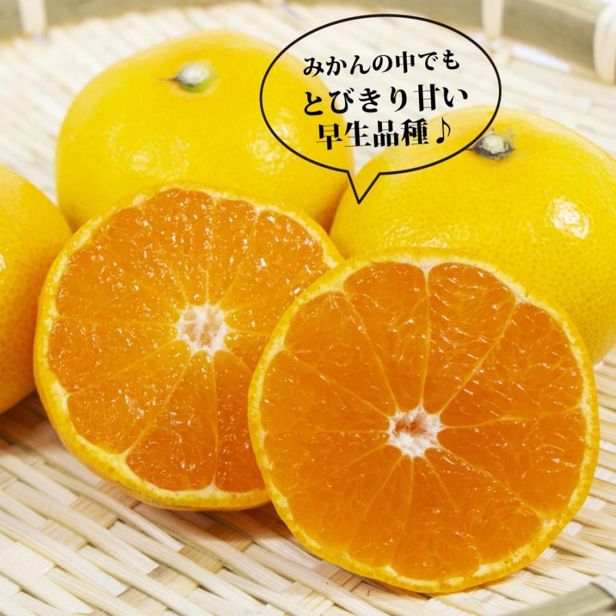 みかん 苗木 ゆら早生 温州みかん 3年生接木大苗 産地で剪定済 1.0m苗