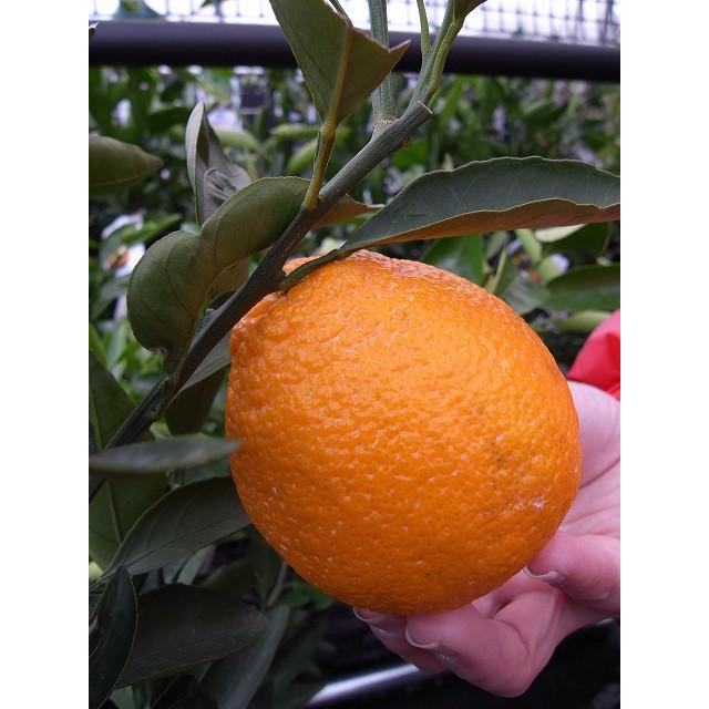 みかん 苗木 デコポン 不知火 3年生接木大苗 産地で剪定済 1.0m苗