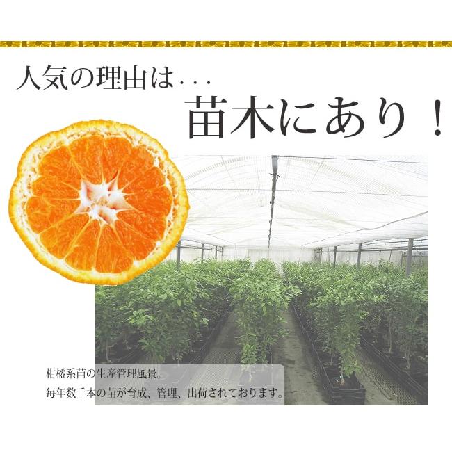 みかん 苗木 早生デコポン 不知火 3年生接木大苗 産地で剪定済 1.0m苗