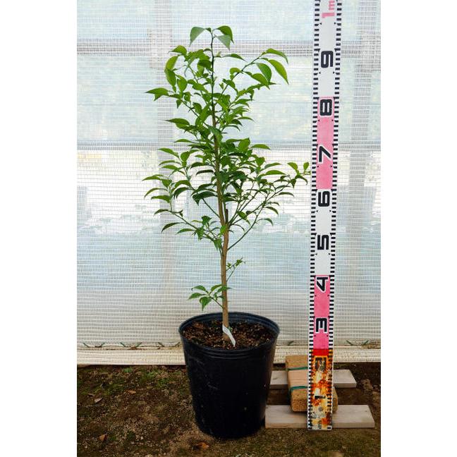 みかん 苗木 はるか 3年生接木大苗 産地で剪定済 1.0m苗 登録品種