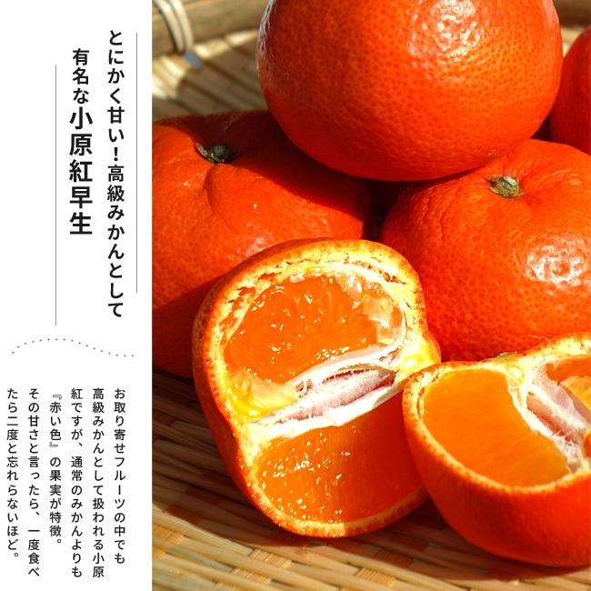 みかん 苗木 小原紅早生 3年生 接木 大苗 1.0m苗 登録品種・品種登録