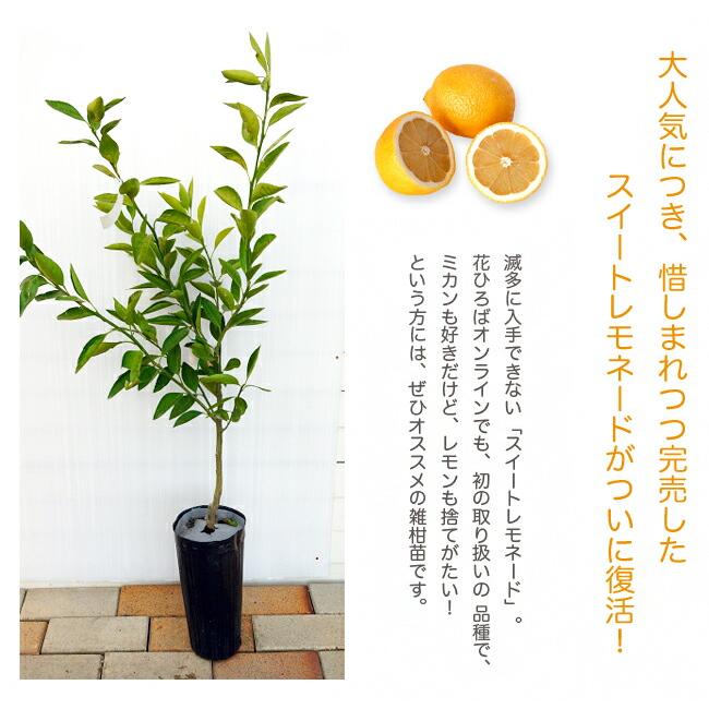 レモンの木 スイートレモネード 2年生 接木苗 : 苗木部 花ひろば