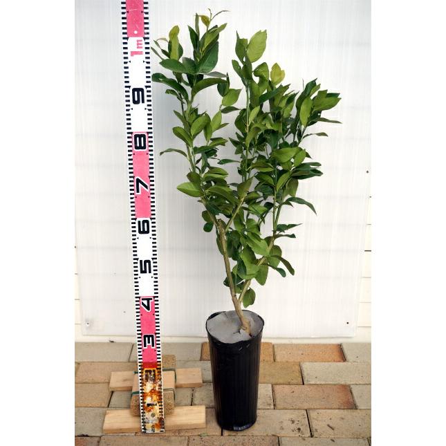 レモンの木 スイートレモネード 2年生 接木苗 : 苗木部 花ひろば