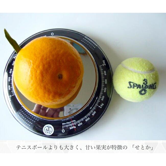 せとか みかん 3年生接木大苗 産地で剪定済 1.0m苗 登録品種・品種登録