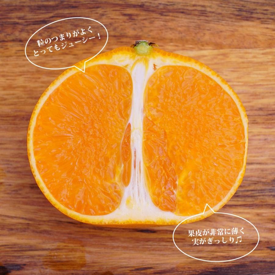 せとか みかん 3年生接木大苗 産地で剪定済 1.0m苗 登録品種・品種登録