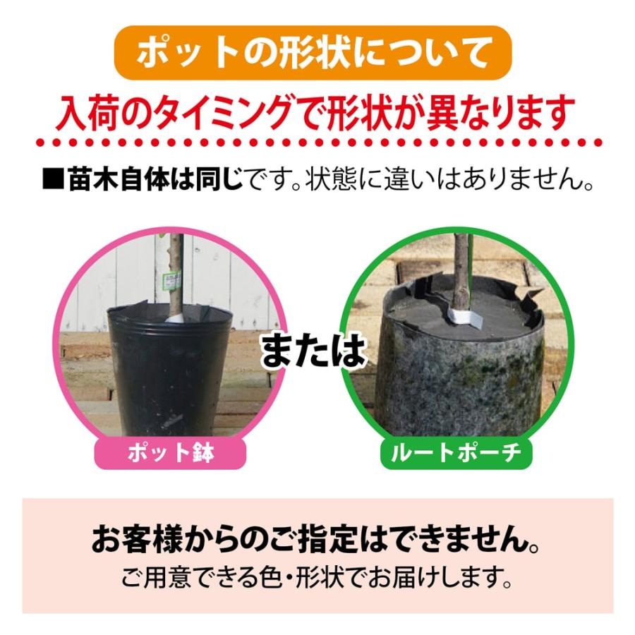 柚子 苗木 獅子柚子 （鬼柚子） 3年生接木大苗 シシユズ オニユズ 産地