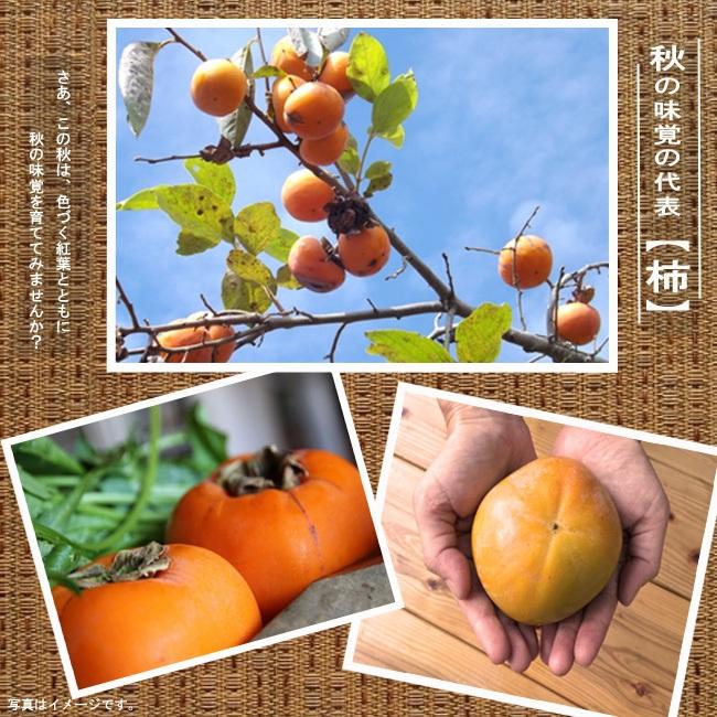 柿の苗木 太豊 完全甘柿 2年生接木苗 限定販売 登録品種・品種登録