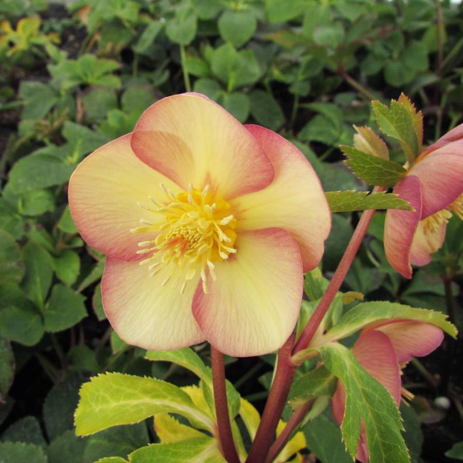 アシュードララオレンジ 一重咲きクリスマスローズ 3号ポット 苗