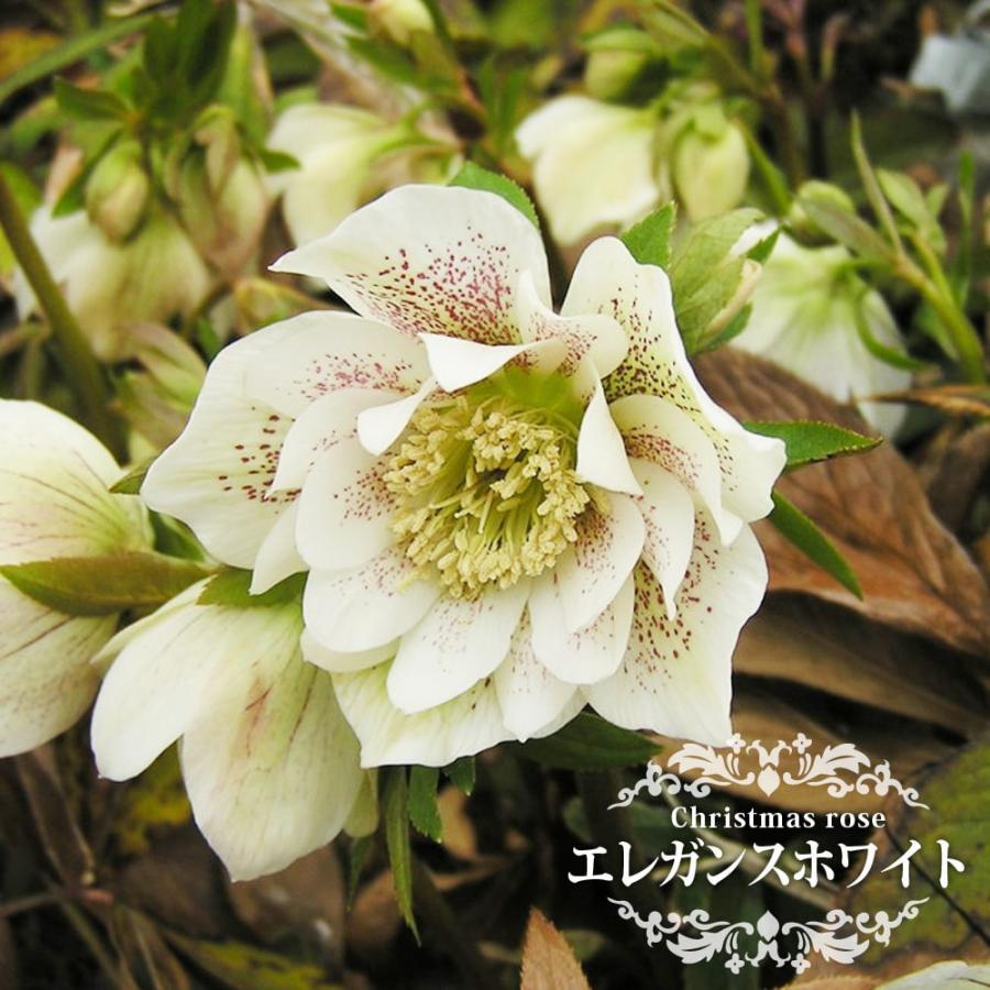 エレガンスホワイト 八重咲きクリスマスローズ 3号ポット 苗 : 苗木部