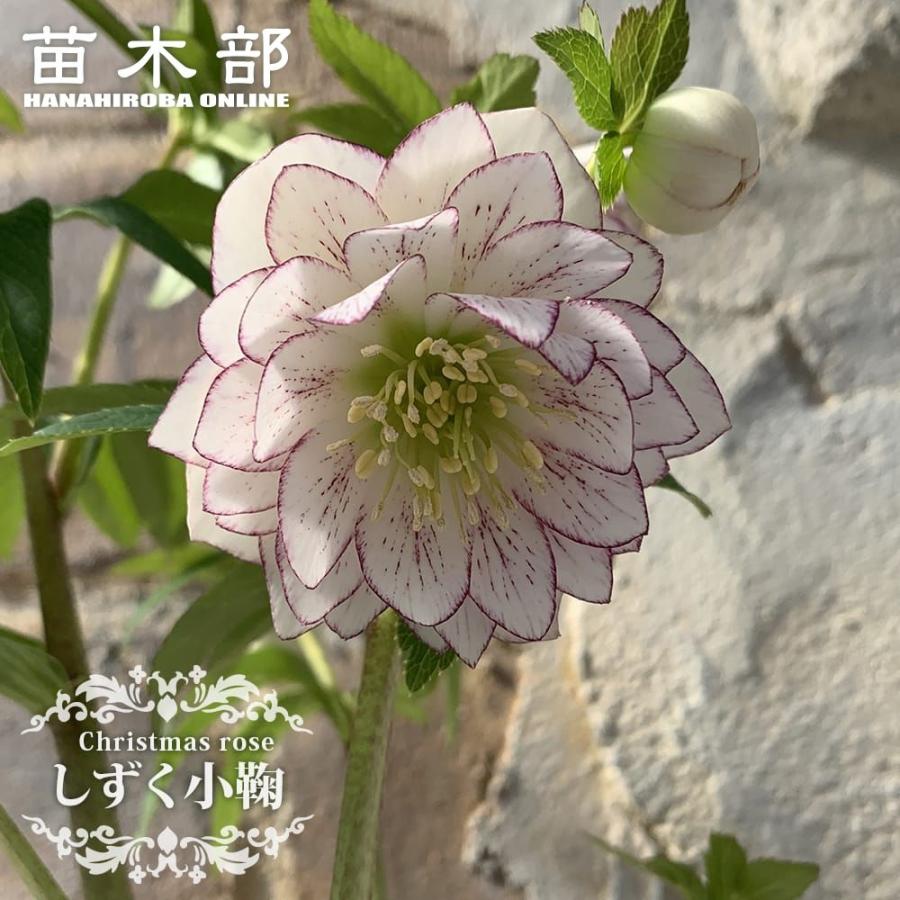 ごまたまご様ご購入苗㉖-302クリスマスローズ しずく小鞠 八重咲き