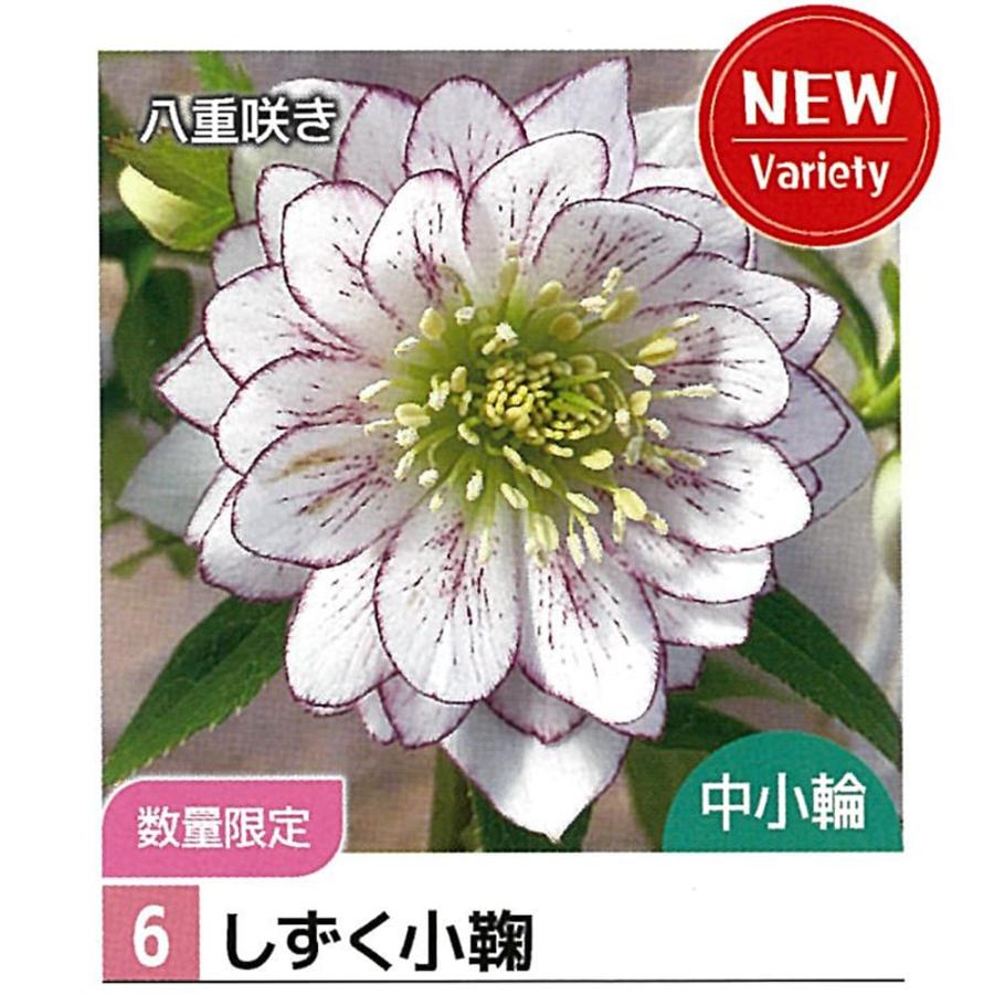 ごまたまご様ご購入苗㉖-302クリスマスローズ しずく小鞠 八重咲き