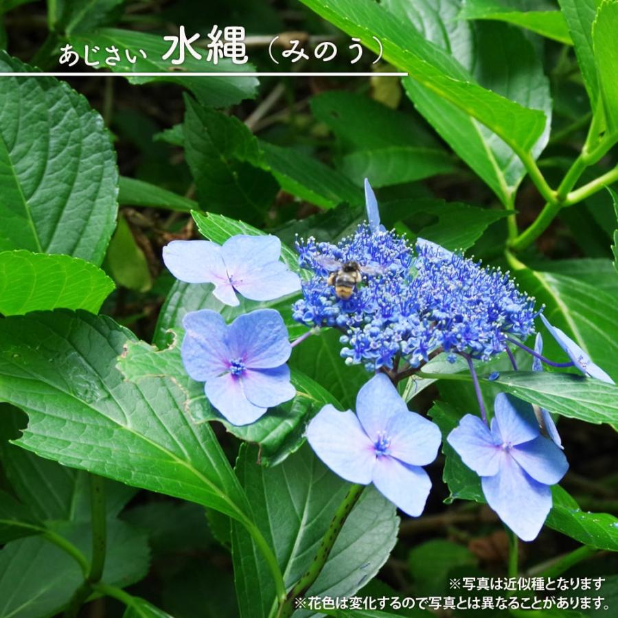紫陽花 ヤマアジサイ 水縄 （みのう） ポット苗 : 苗木部 花ひろば