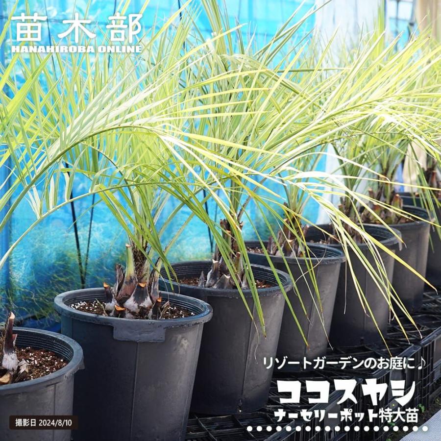 ヤシの木 ココスヤシ ナーセリーポット植え 特大苗 大型宅配便・大梱包