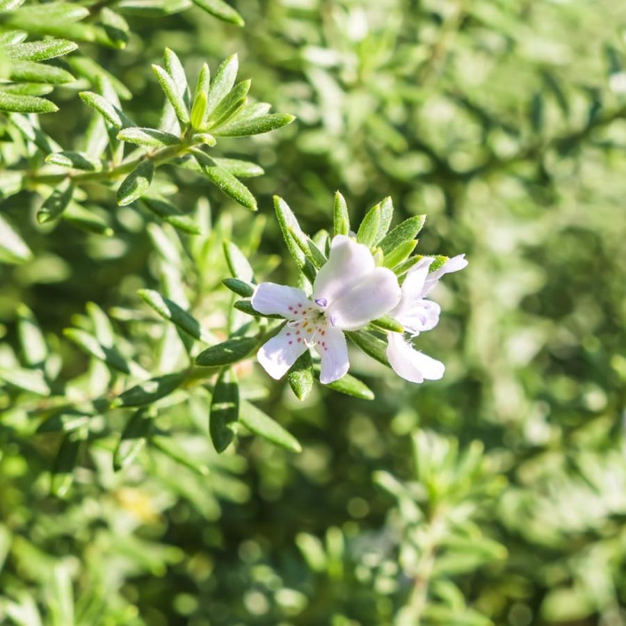 ウエストリンギア 緑葉白花 5号ポット苗 オーストラリアンローズマリー